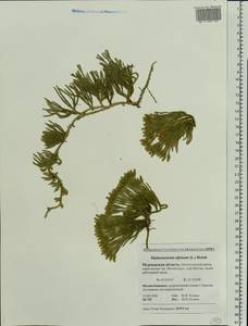 Diphasiastrum alpinum (L.) Holub, Eastern Europe, Northern region (E1) (Russia)