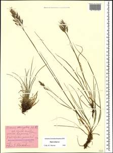 Bromus variegatus M.Bieb., Caucasus, Stavropol Krai, Karachay-Cherkessia & Kabardino-Balkaria (K1b) (Russia)