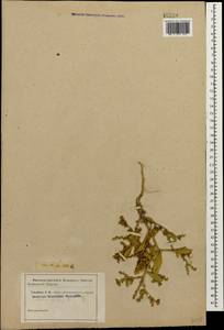 Euclidium syriacum (L.) W. T. Aiton, Caucasus (no precise locality) (K0)