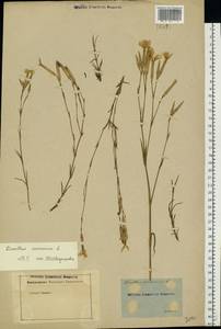 Dianthus arenarius L., Eastern Europe, North Ukrainian region (E11) (Ukraine)