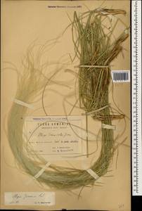 Stipa pennata L., Caucasus, Armenia (K5) (Armenia)