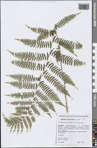 Athyrium filix-femina (L.) Roth, Siberia, Baikal & Transbaikal region (S4) (Russia)