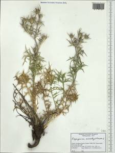 Eryngium amethystinum L., Western Europe (EUR) (Greece)