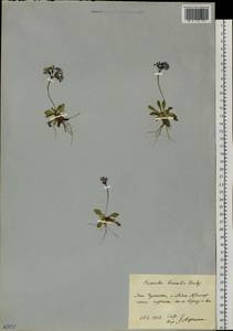 Primula borealis Duby, Siberia, Chukotka & Kamchatka (S7) (Russia)