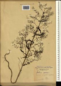 Veronica anagallis-aquatica L., Crimea (KRYM) (Russia)