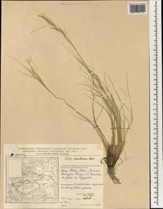 Stipa tianschanica Roshev., South Asia, South Asia (Asia outside ex-Soviet states and Mongolia) (ASIA) (China)