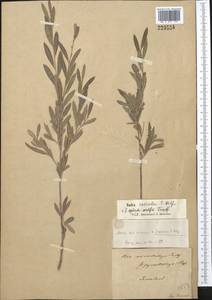 Salix capusii Franch., Middle Asia, Pamir & Pamiro-Alai (M2) (Uzbekistan)