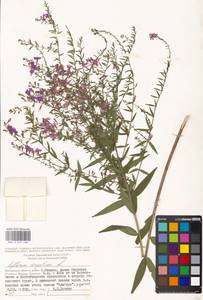 Lythrum virgatum L., Eastern Europe, Moscow region (E4a) (Russia)