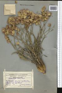 Lepidium lipskyi (N.Busch) Al-Shehbaz & Mummenhoff, Middle Asia, Western Tian Shan & Karatau (M3) (Kazakhstan)