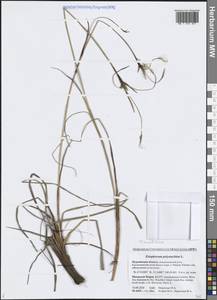 Eriophorum angustifolium Honck., Eastern Europe, Northern region (E1) (Russia)