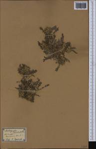 Astragalus sinaicus Boiss., Western Europe (EUR) (Spain)