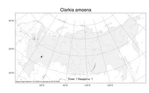 Clarkia amoena (Lehm.) A. Nelson & J. F. Macbr., Atlas of the Russian Flora (FLORUS) (Russia)