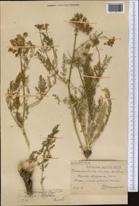 Schrenkia golickeana (Regel & Schmalh.) B. Fedtsch., Middle Asia, Western Tian Shan & Karatau (M3) (Kazakhstan)