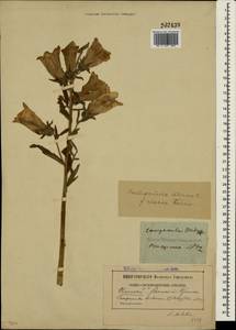 Campanula medium L., Crimea (KRYM) (Russia)