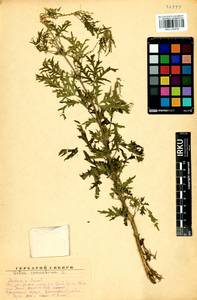 Urtica cannabina L., Siberia, Baikal & Transbaikal region (S4) (Russia)