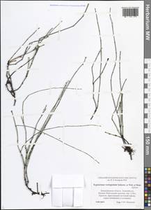 Equisetum variegatum Schleich. ex F.Weber & D.Mohr, Eastern Europe, North-Western region (E2) (Russia)