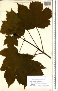 Acer heldreichii subsp. trautvetteri (Medvedev) A. E. Murray, Caucasus, Stavropol Krai, Karachay-Cherkessia & Kabardino-Balkaria (K1b) (Russia)