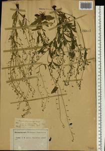 Myosotis laxa (Sam.) Hyl. ex Nordh., Eastern Europe, Central forest-and-steppe region (E6) (Russia)