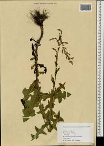 Lactuca serriola L., Eastern Europe, Northern region (E1) (Russia)