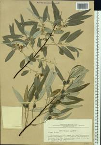 Elaeagnus angustifolia L., Eastern Europe, North Ukrainian region (E11) (Ukraine)