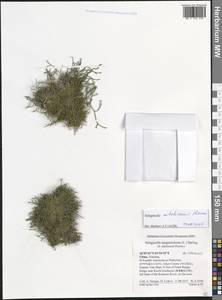 Selaginella aitchisonii Hieron., South Asia, South Asia (Asia outside ex-Soviet states and Mongolia) (ASIA) (China)