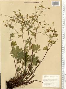 Potentilla thuringiaca Bernh. ex Link, Eastern Europe, Northern region (E1) (Russia)