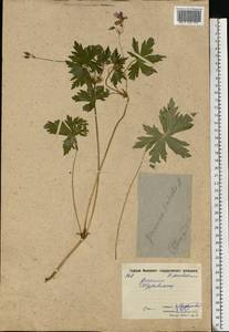 Geranium palustre L., Eastern Europe, Moscow region (E4a) (Russia)