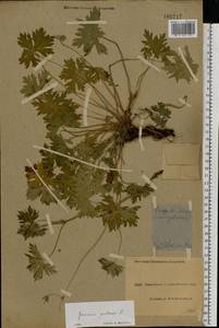 Geranium pratense L., Eastern Europe, North Ukrainian region (E11) (Ukraine)