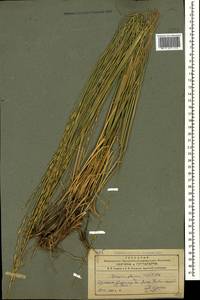 Thinopyrum intermedium (Host) Barkworth & D.R.Dewey, Caucasus, Armenia (K5) (Armenia)