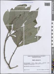 Salix cinerea L., Siberia, Western Siberia (S1) (Russia)