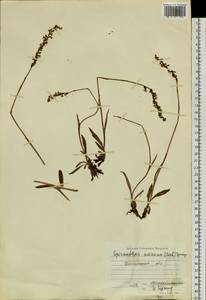 Spiranthes australis (R.Br.) Lindl., Siberia, Baikal & Transbaikal region (S4) (Russia)