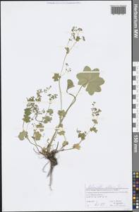 Alchemilla altaica Juz., Eastern Europe, Northern region (E1) (Russia)