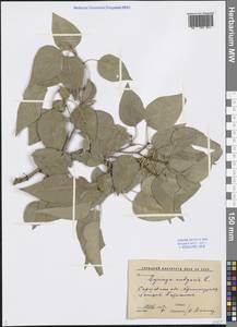 Syringa vulgaris L., Eastern Europe, Lower Volga region (E9) (Russia)