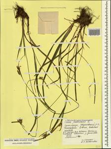 Carex pallescens L., Caucasus, Georgia (K4) (Georgia)