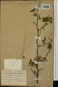 Rosa rubiginosa L., Caucasus, Stavropol Krai, Karachay-Cherkessia & Kabardino-Balkaria (K1b) (Russia)