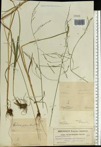 Lolium giganteum (L.) Darbysh., Eastern Europe, Moscow region (E4a) (Russia)