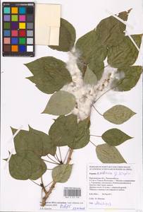 Populus tremuloides Michx., Eastern Europe, Central forest-and-steppe region (E6) (Russia)