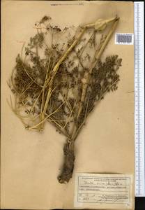 Ferula ovina (Boiss.) Boiss., Middle Asia, Northern & Central Tian Shan (M4) (Kyrgyzstan)