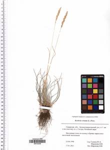 Koeleria pyramidata (Lam.) P.Beauv., Eastern Europe, Middle Volga region (E8) (Russia)
