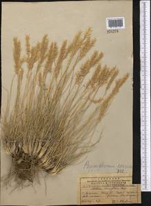 Enneapogon persicus Boiss., Middle Asia, Pamir & Pamiro-Alai (M2) (Turkmenistan)