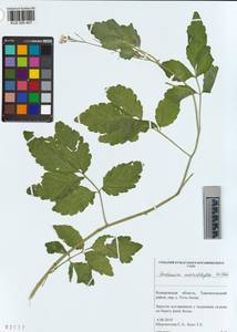 KUZ 005 407, Cardamine macrophylla Willd., Siberia, Altai & Sayany Mountains (S2) (Russia)