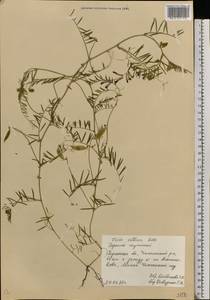 Vicia villosa Roth, Eastern Europe, South Ukrainian region (E12) (Ukraine)