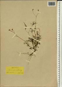 Scandix australis L., South Asia, South Asia (Asia outside ex-Soviet states and Mongolia) (ASIA) (Turkey)