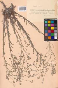 Lappula barbata (M. Bieb.) Gürke, Eastern Europe, Lower Volga region (E9) (Russia)