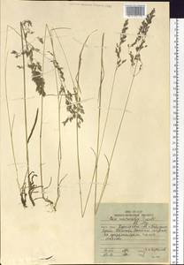 Poa macrocalyx Trautv. & C.A.Mey., Siberia, Russian Far East (S6) (Russia)