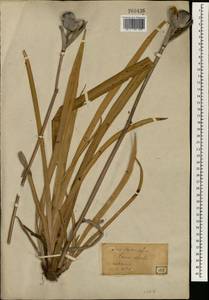 Iris ensata Thunb., South Asia, South Asia (Asia outside ex-Soviet states and Mongolia) (ASIA) (Japan)