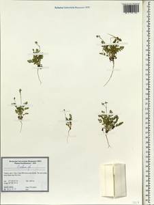 Erodium, South Asia, South Asia (Asia outside ex-Soviet states and Mongolia) (ASIA) (Turkey)