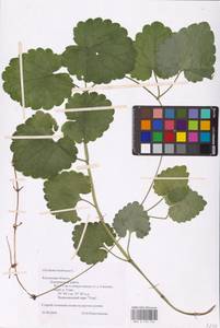 MHA 0 155 734, Glechoma hederacea L., Eastern Europe, Central region (E4) (Russia)