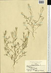 Cardamine parviflora L., Eastern Europe, Central region (E4) (Russia)