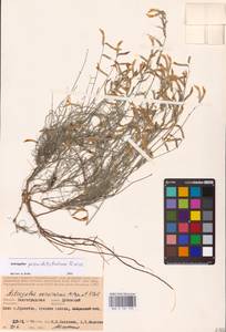 Astragalus pseudotataricus Boriss., Eastern Europe, Lower Volga region (E9) (Russia)